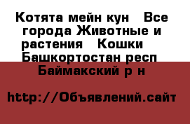 Котята мейн кун - Все города Животные и растения » Кошки   . Башкортостан респ.,Баймакский р-н